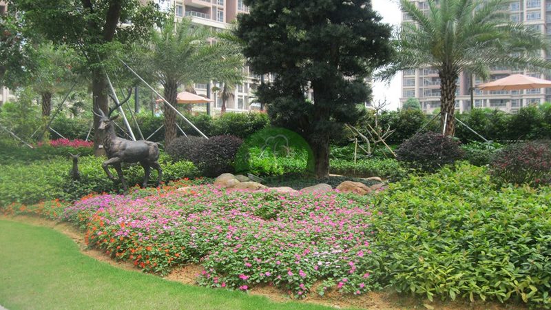 绿植租摆：打造室内外绿色空间的理想选择