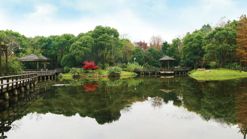 上海苗木种植工期解析：影响因素与实际案例**
