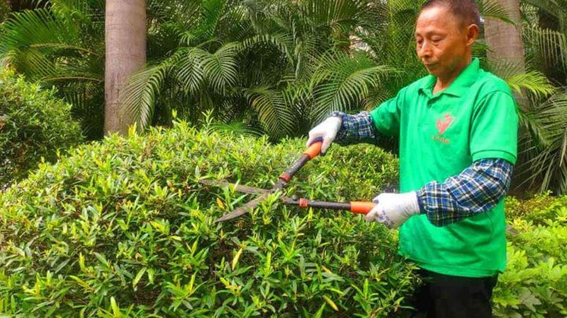 庭院假山鱼池设计：如何打造和谐自然的生态景观**