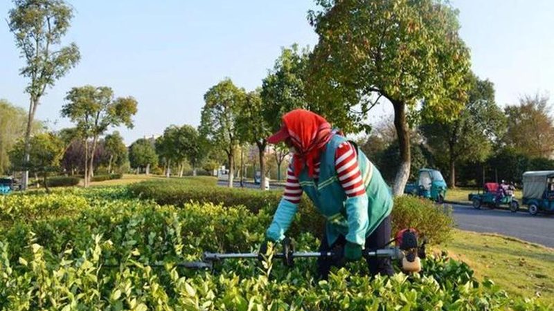 道路绿化带植物配置方法：科学搭配，提升城市绿意